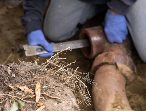 Plumbing technician removing thick tree roots and clearing an underground sewer line joint